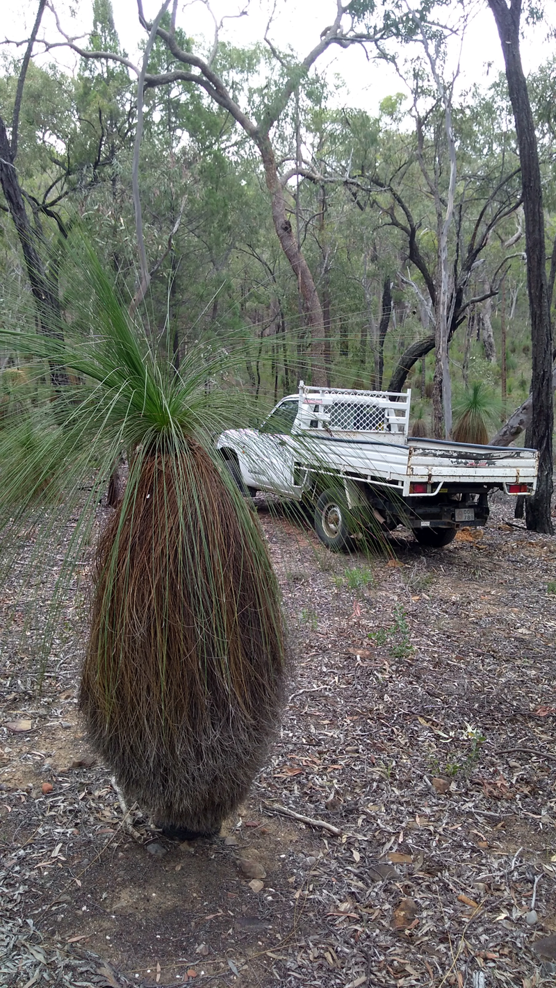 One of our many grass trees. This one is probably a few centuries old